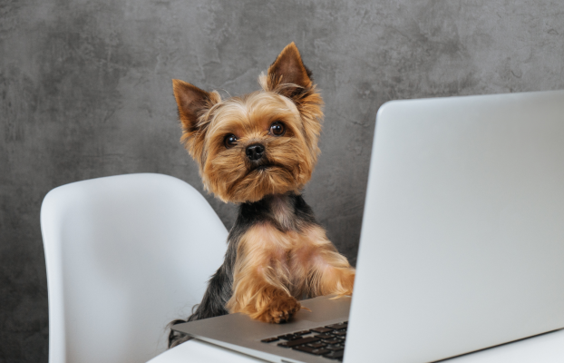 How local halifax businesses can stand out