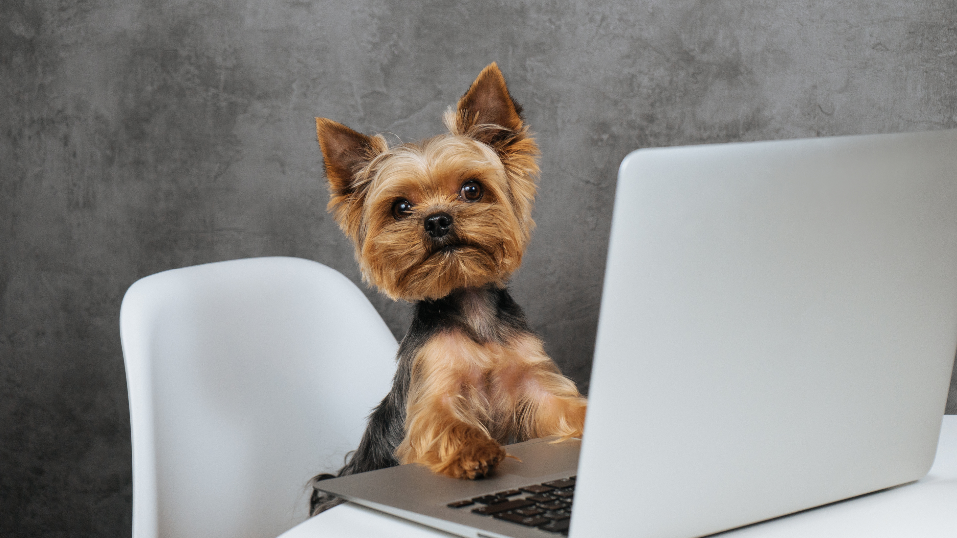 How local halifax businesses can stand out